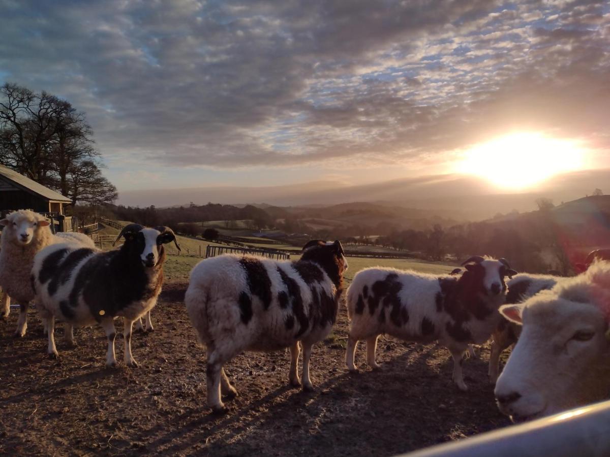 Sheep Dip Cottage - 5* Cyfie Farm, With Log Burner And Private Hot Tub Llanfyllin ภายนอก รูปภาพ