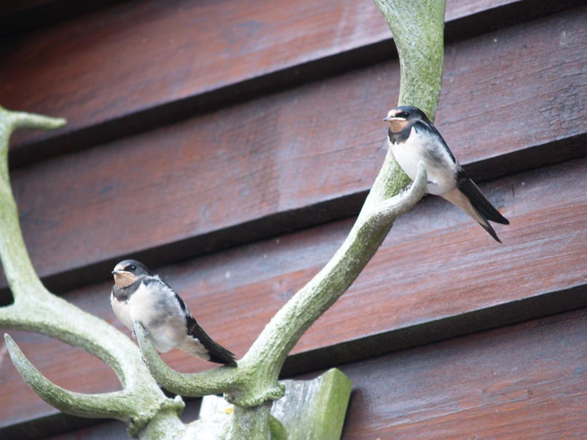 Sheep Dip Cottage - 5* Cyfie Farm, With Log Burner And Private Hot Tub Llanfyllin ภายนอก รูปภาพ